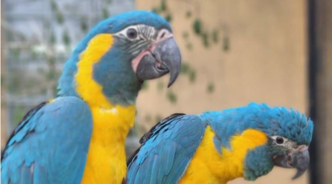 parrots 1