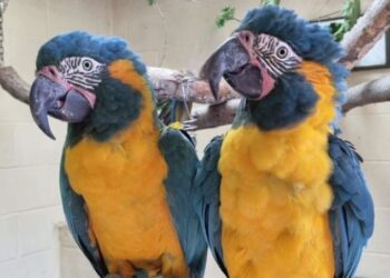 parrots