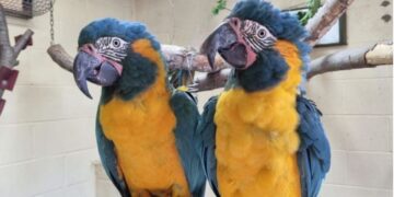 parrots