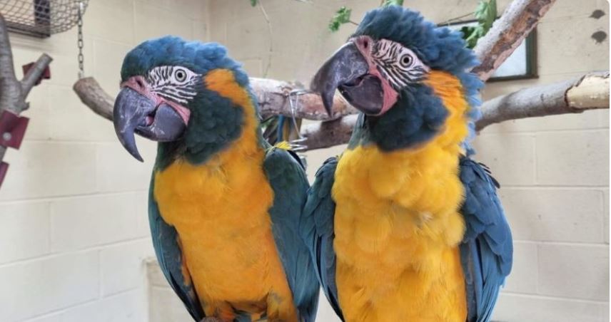 parrots