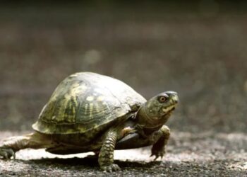 turtles