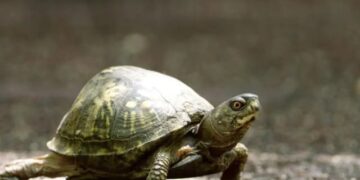 turtles