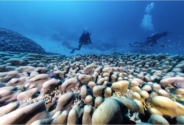 coral 1
