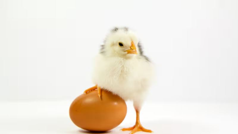 egg 1