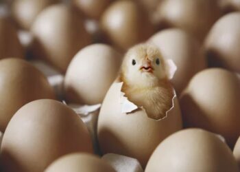 egg 2