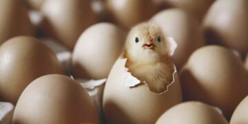 egg 2
