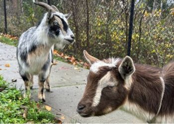 Two goats were spotted chasing people and were detained for bad behaviour, say police.