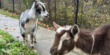 Two goats were spotted chasing people and were detained for bad behaviour, say police.