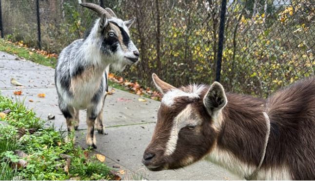 Two goats were spotted chasing people and were detained for bad behaviour, say police.