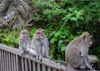 monkey 1