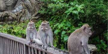 monkey 1