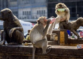 Macaque monkeys drink from juice cartons outside the Phra Prang Sam Yod temple .