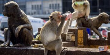 Macaque monkeys drink from juice cartons outside the Phra Prang Sam Yod temple .