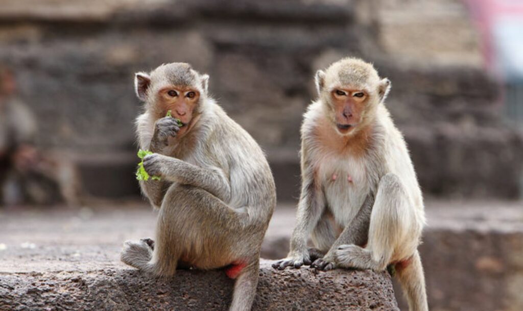 monkey