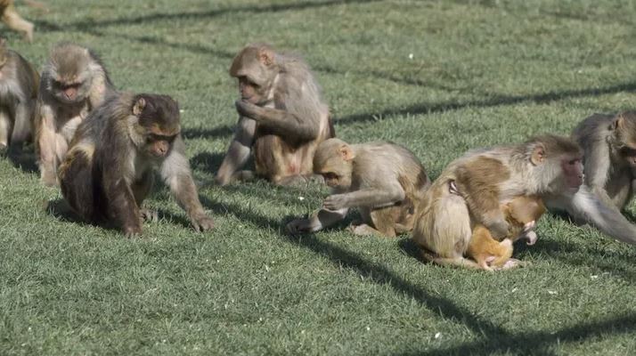 monkey