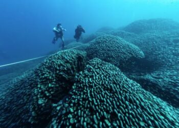 This colossal coral, a species called Pavona clavus, measures 183 meters.