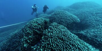 This colossal coral, a species called Pavona clavus, measures 183 meters.