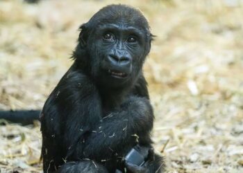 The death of this gorilla has prompted Calgary Zoo to implement new preventive measures.