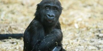 The death of this gorilla has prompted Calgary Zoo to implement new preventive measures.