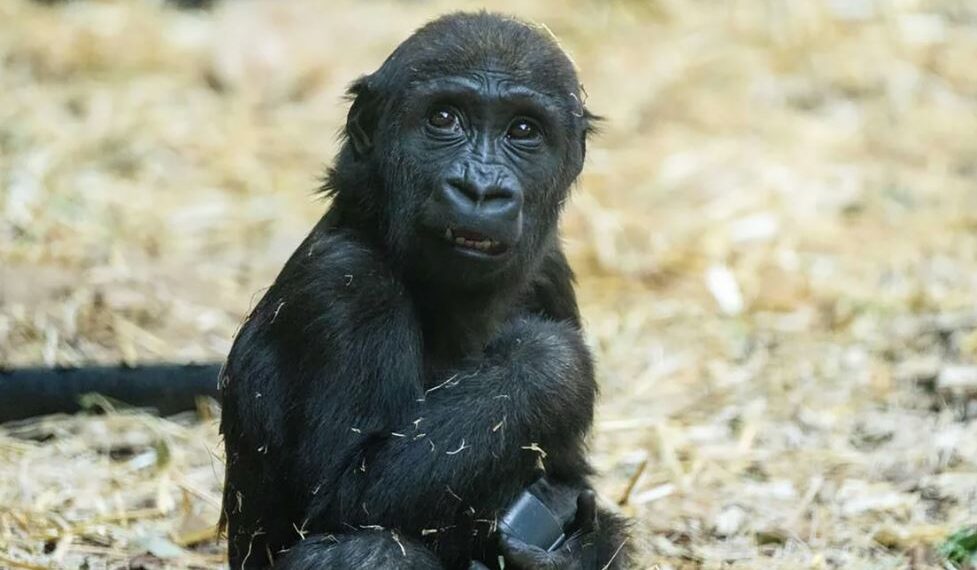 The death of this gorilla has prompted Calgary Zoo to implement new preventive measures.