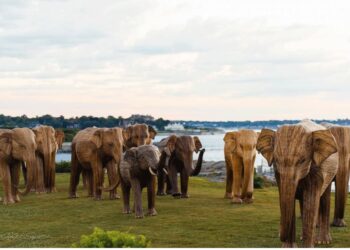 The Great Elephant Migration, featuring 100 life-sized elephant sculptures crafted by indigenous artisans from southern India.