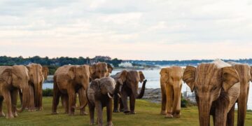 The Great Elephant Migration, featuring 100 life-sized elephant sculptures crafted by indigenous artisans from southern India.