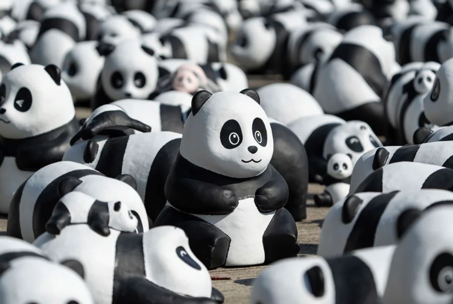 panda