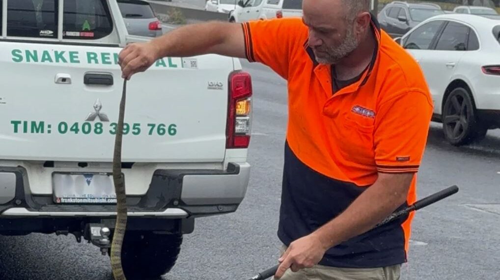 Tim Nanninga of Melbourne Snake Control captures a deadly tiger snake.