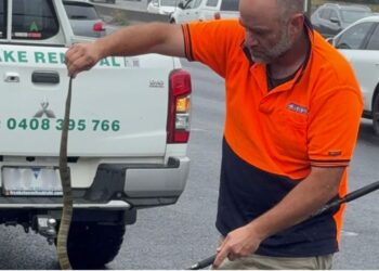 Tim Nanninga of Melbourne Snake Control captures a deadly tiger snake.