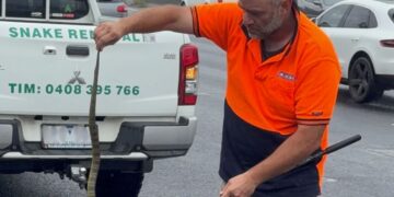 Tim Nanninga of Melbourne Snake Control captures a deadly tiger snake.