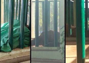 Karachi Mayor Murtaza Wahab expressed sorrow over the unexpected demise of elephant Sonia at Safari Park and directed a thorough investigation.