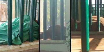 Karachi Mayor Murtaza Wahab expressed sorrow over the unexpected demise of elephant Sonia at Safari Park and directed a thorough investigation.