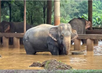 Elephants are seen in a flooded area at Chiang Mai-based Elephant Nature Park, in Thailand.