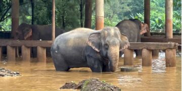 Elephants are seen in a flooded area at Chiang Mai-based Elephant Nature Park, in Thailand.