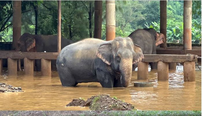 Elephants are seen in a flooded area at Chiang Mai-based Elephant Nature Park, in Thailand.