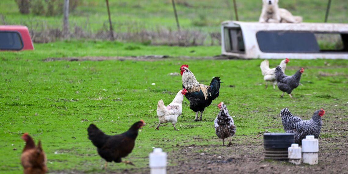 Consumers in the US are investing in chickens due to skyrocketing egg prices and an ongoing shortage.