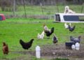Consumers in the US are investing in chickens due to skyrocketing egg prices and an ongoing shortage.