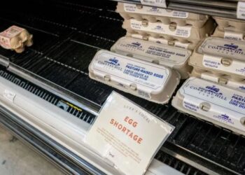 Over 100,000 Eggs Stolen Amid Rising Egg Prices in the US