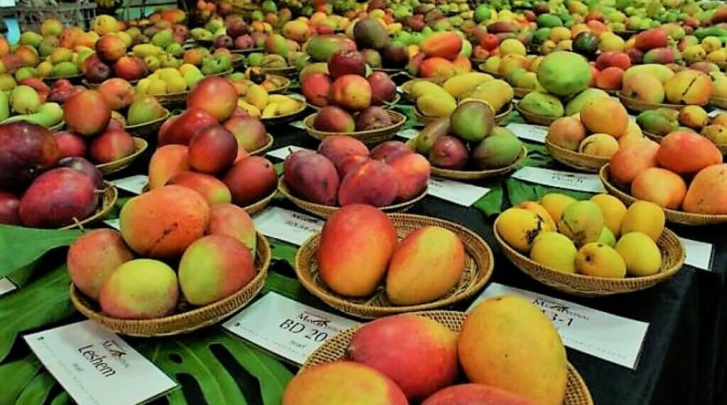Los Angeles to Host the 3rd Annual Mango Festival on June 29