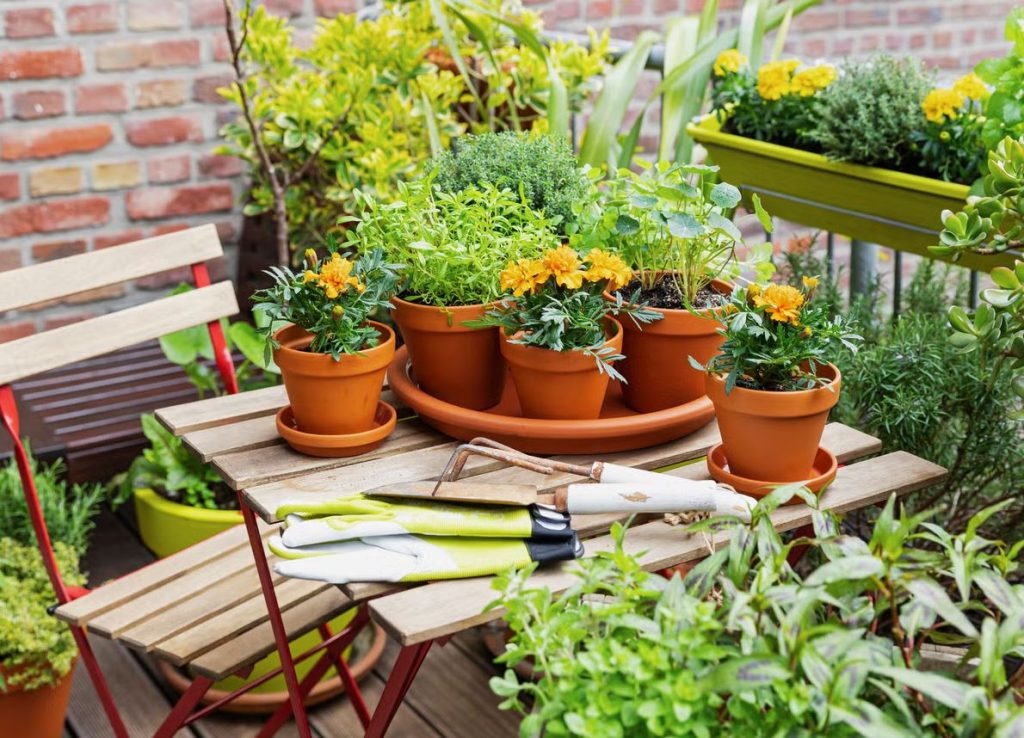 garden