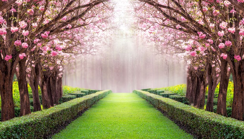 gardening ideas