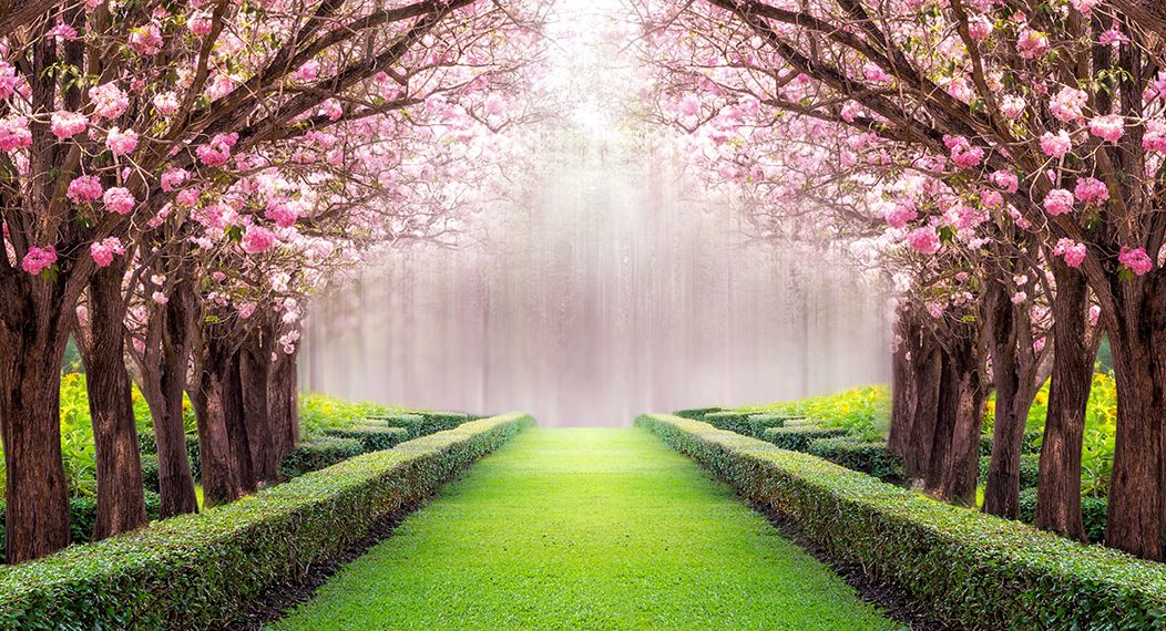 Early Blooms Signal a Warming Winter Trend