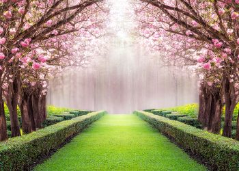 Early Blooms Signal a Warming Winter Trend