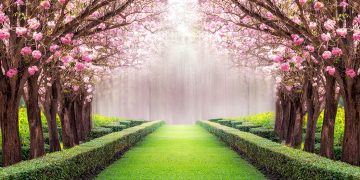 Early Blooms Signal a Warming Winter Trend